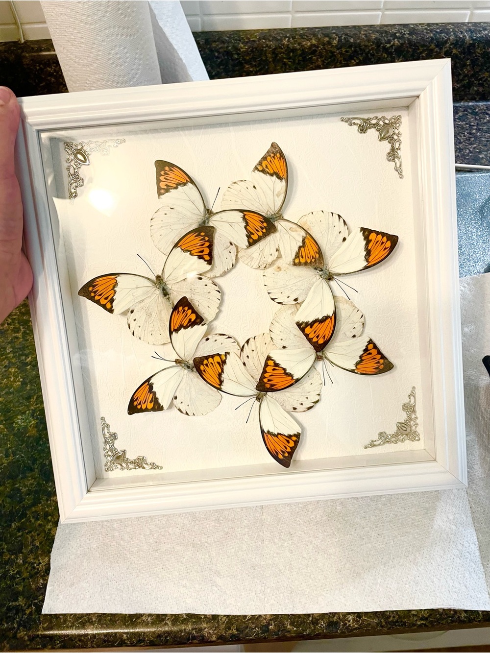 Framed Orange and White Butterfly Wall Art